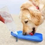 Bouteille D’eau Révolutionnaire Pour Voyageurs Avec Animaux!